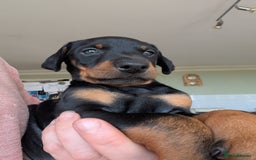 Dobermann dogs for sale: Gorgeous Doberman Pups - Image 7