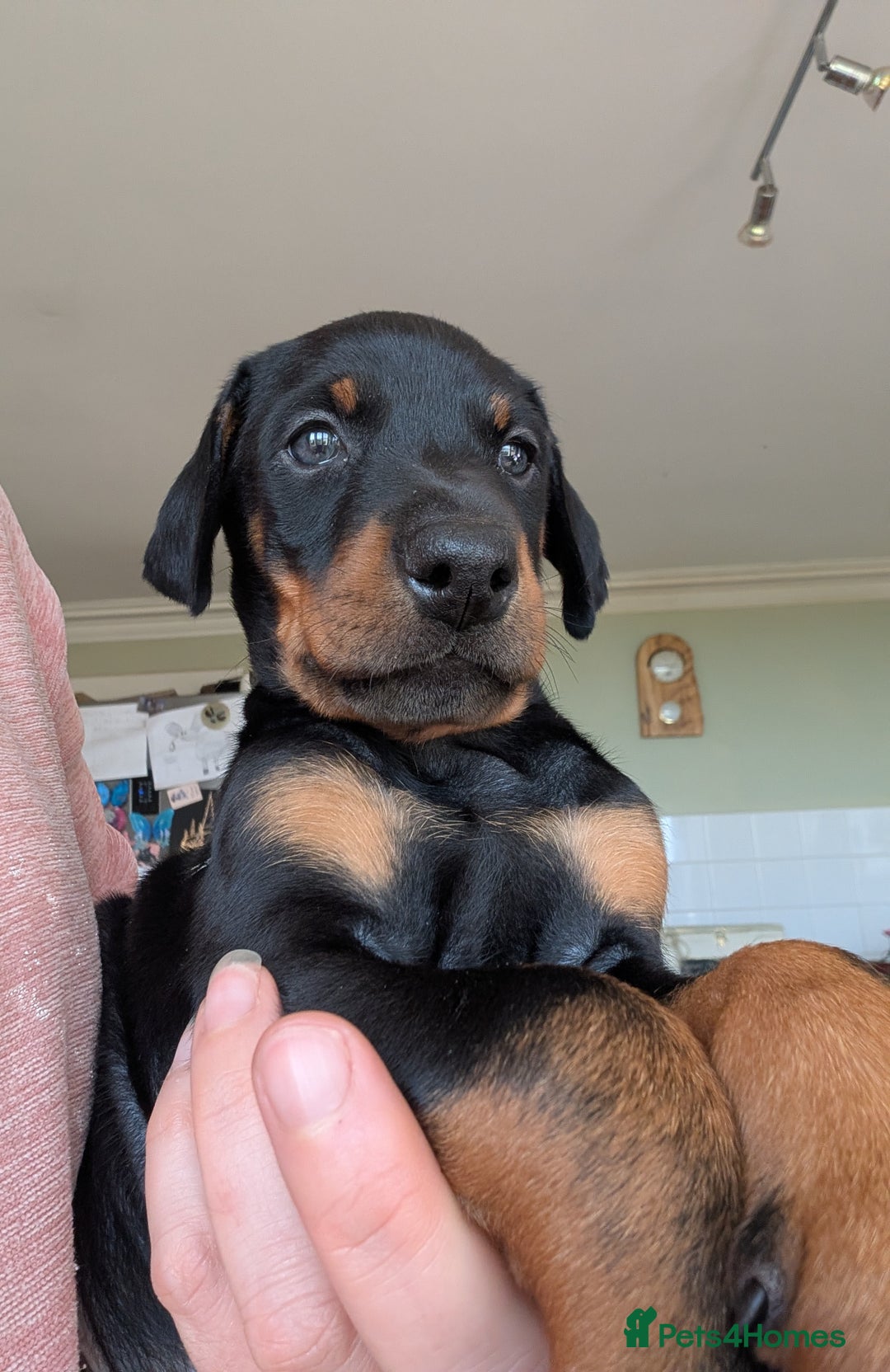 Dobermann dogs for sale: Gorgeous Doberman Pups - Image 7
