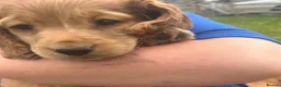 Cocker Spaniel dogs for sale: Cocker spaniel puppies  - Advert 5