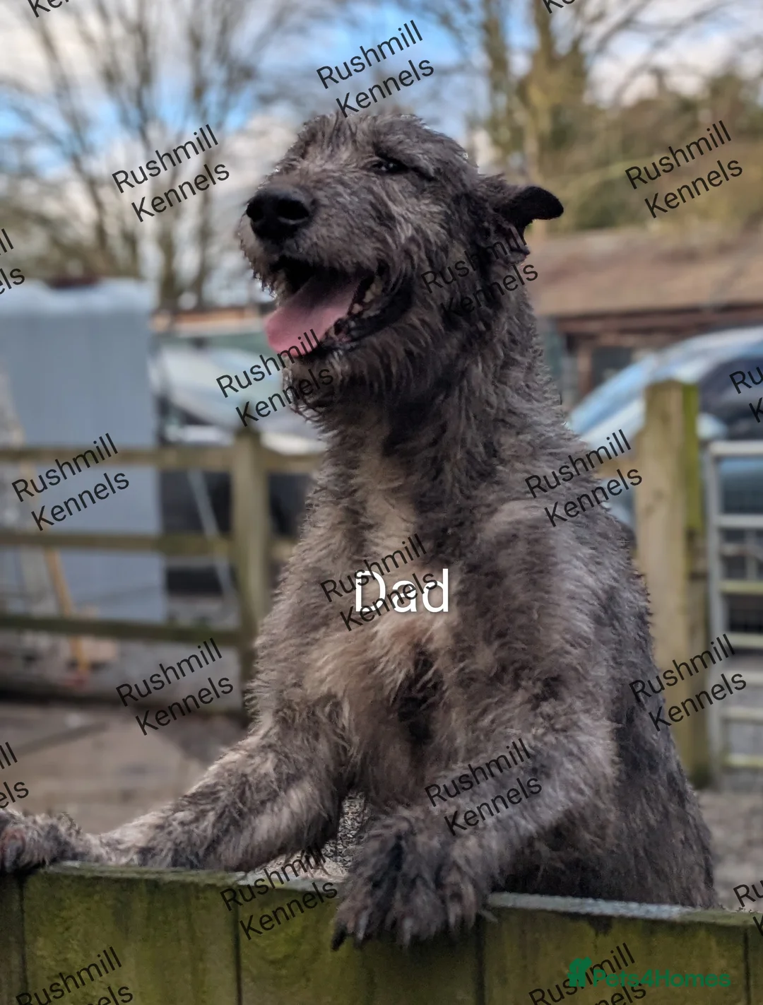 Deerhound dogs for sale: Deerhound/wolfhound pups - Advert 3