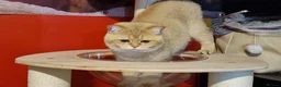 British Shorthair cats for stud: BSH registed proven stud - Advert 13