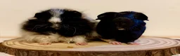 Guinea Pig rodents for sale: 4 pairs of boys and 2 pairs of girls  - Advert 3