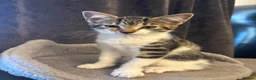 Mixed Breed cats for sale: 4 kittens 11 weeks old  - Advert 3