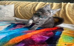 Maine Coon cats for sale: TICA registered Maine Coons, Ready end of August❤️ - Image 32