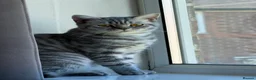 British Shorthair cats for sale: Female British shorthair  - Advert 2