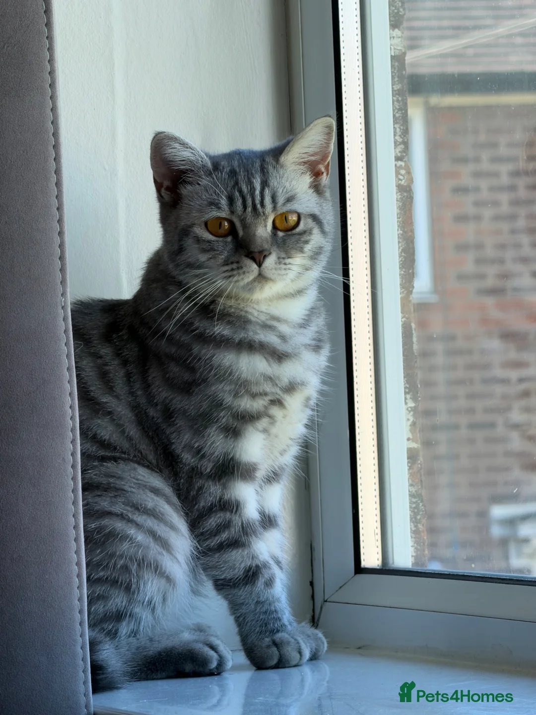 British Shorthair cats for sale: Female British shorthair  - Advert 2