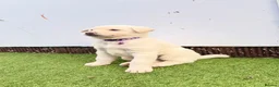Akita dogs for sale: Akita puppy’s for sale in Birmingham - Advert 4