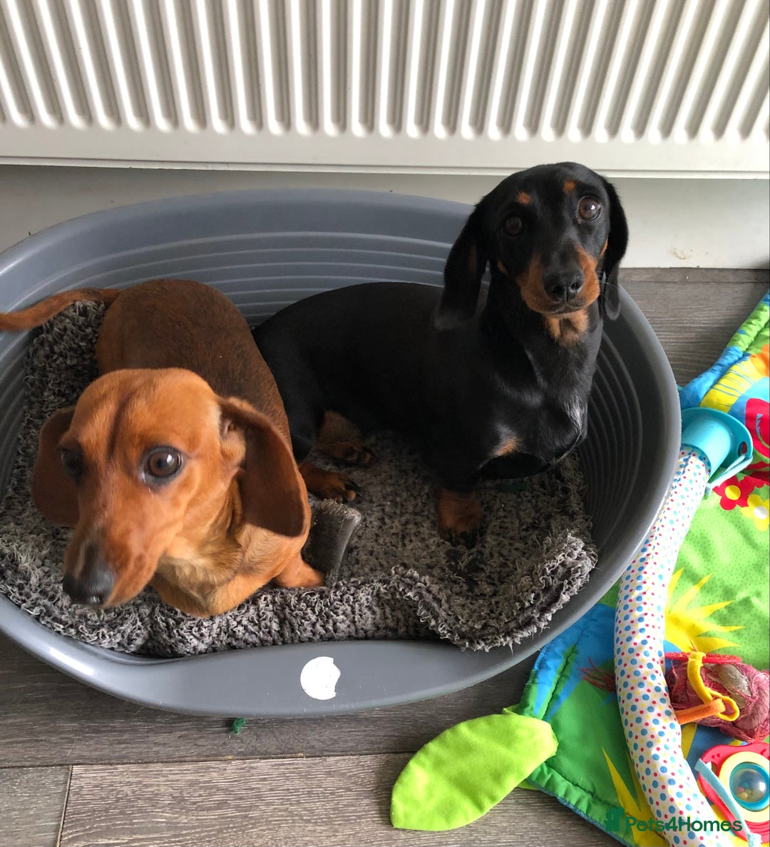 Miniature Dachshund dogs for sale: Miniature Dachshund  - Image 1