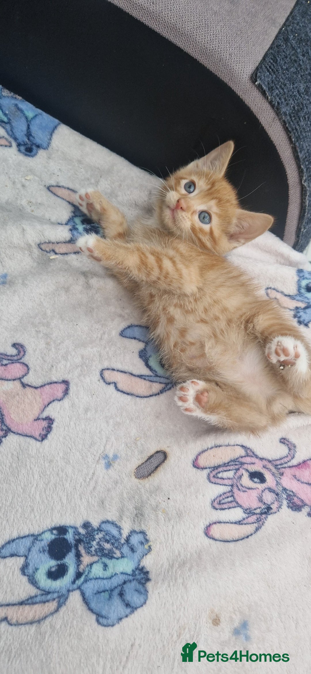 Mixed Breed cats for sale: 5 little kittens(2 calico girls +3 ginger males)  - Advert 15