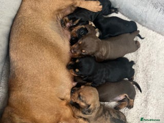 Miniature Dachshund dogs - Advert 2