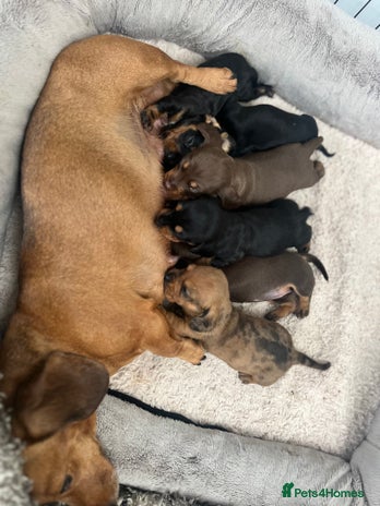 Miniature Dachshund dogs - Advert 4