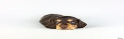 Miniature Dachshund dogs for sale: Long haired mini daschunds  - Advert 6
