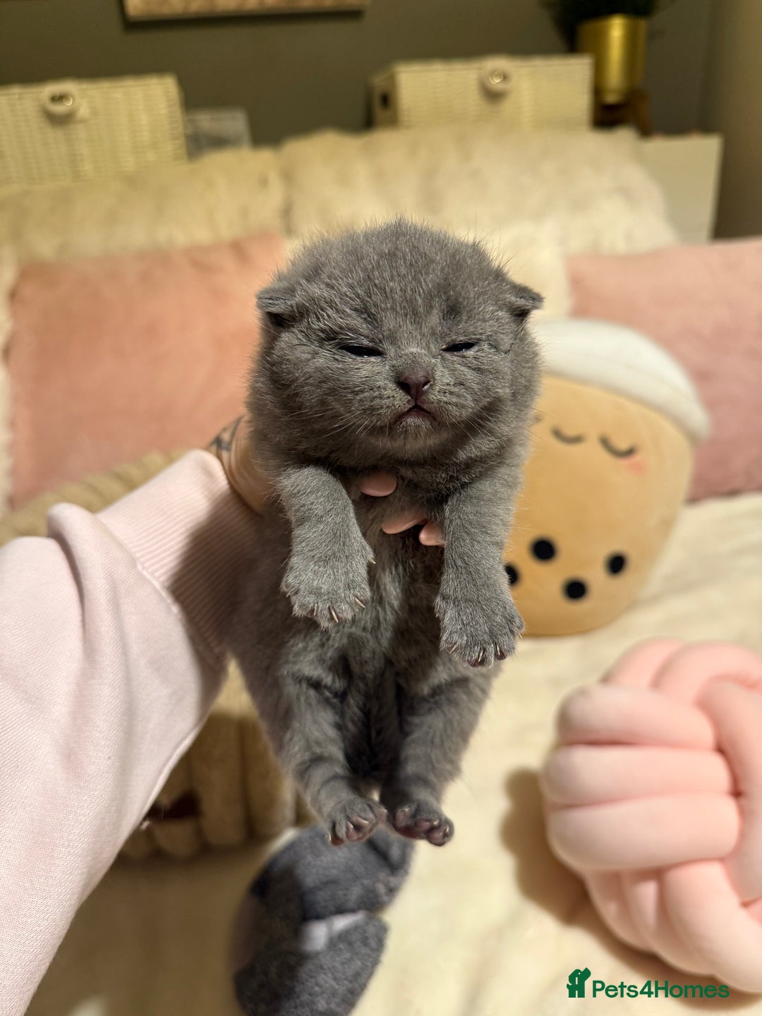 British Shorthair cats for sale: Pure British Shorthair kittens Champion line🥇😻🏆 - Advert 11