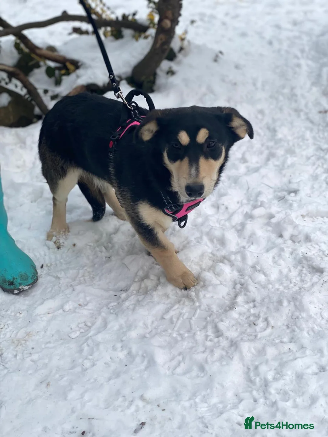 Mixed Breed dogs for adoption: ❤️LADY&DORI❤️ Small Gentle and Social Sisters - Advert 23
