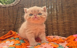 Exotic cats for sale: 🏆Champion sired exotic and Persian kittens 😸 ♥️  - Image 1