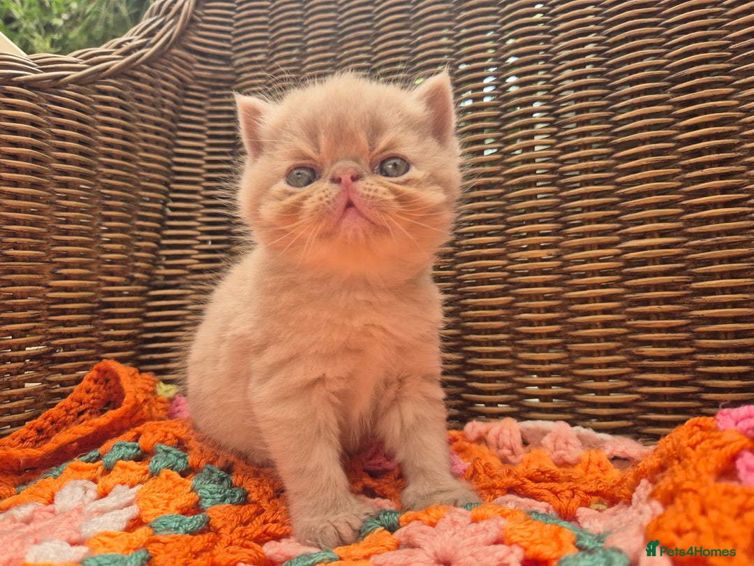 Exotic cats for sale: 🏆Champion sired exotic and Persian kittens 😸 ♥️  - Image 1