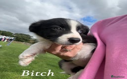 Border Collie dogs for sale: Border collie puppies ready now  - Image 12