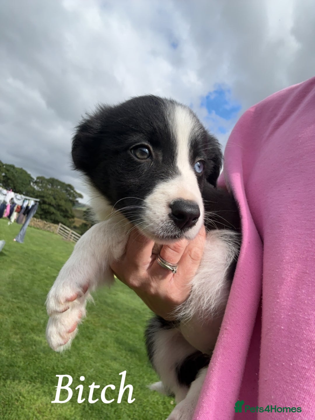 Border Collie dogs for sale: Border collie puppies ready now  - Image 12