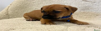 Jack Russell 1
