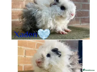 Guinea Pig rodents Pedigree Lunkarya Cali Guinea pigs - Advert 3