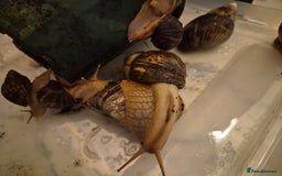 Snails invertebrates for sale: Giant African Land Snails  - Image 6