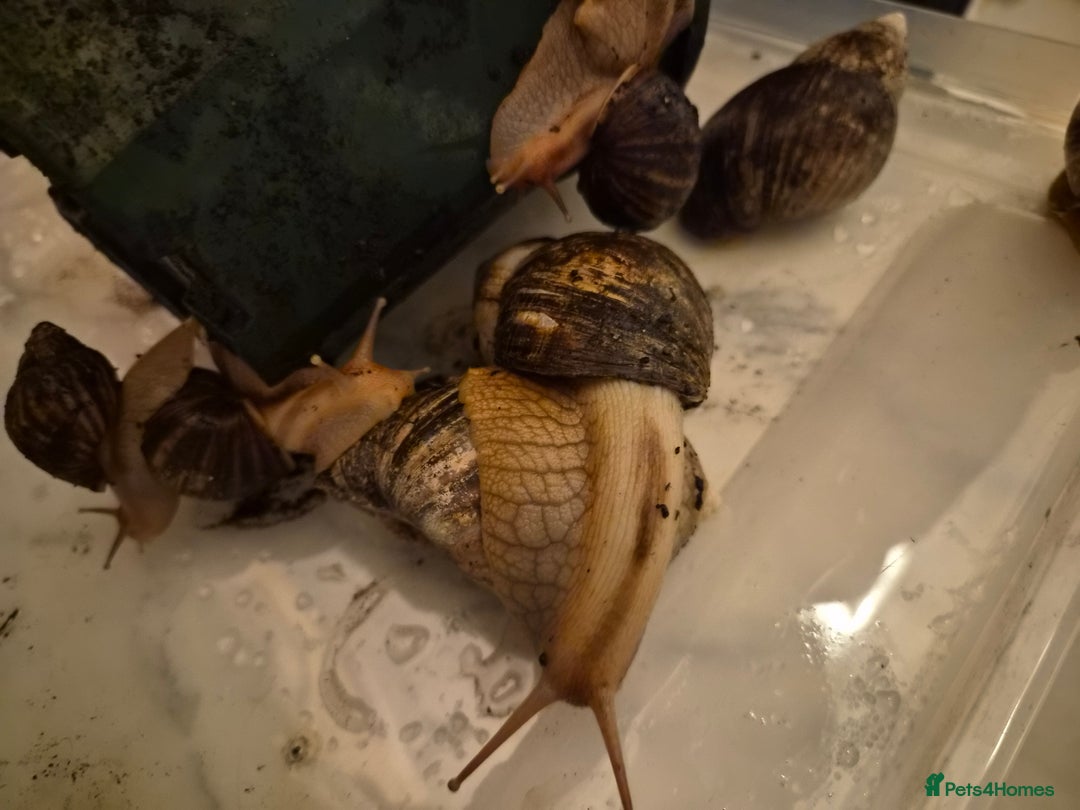 Snails invertebrates for sale: Giant African Land Snails  - Image 6