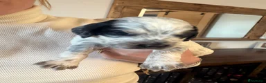 Cocker Spaniel 2