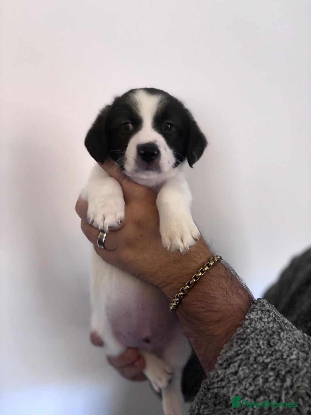 Mixed Breed dogs for sale: 3 beautiful Bichon Maltese mixed breed pups - Advert 5