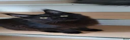 Maine Coon cats for sale: Maine coon kittens - Advert 8