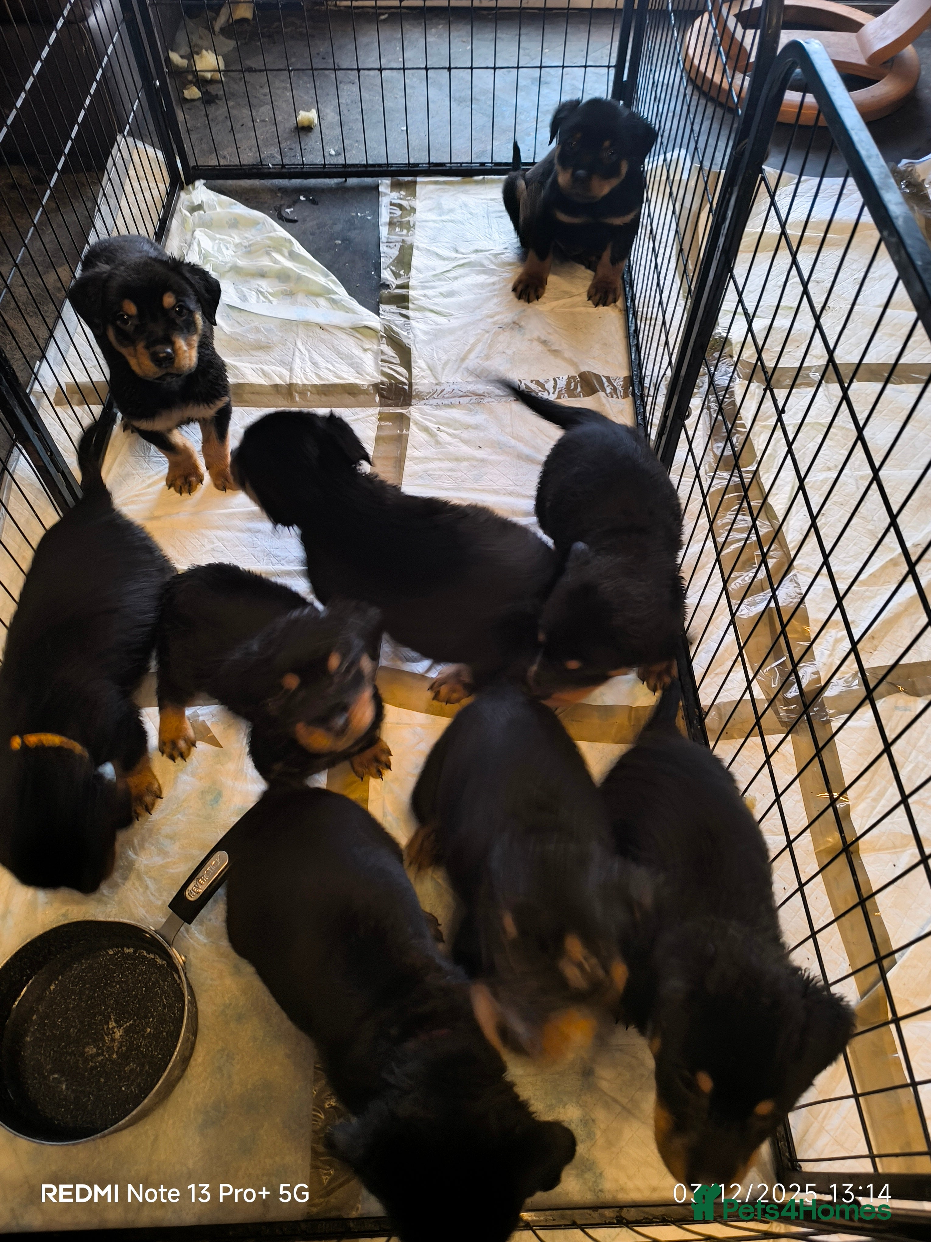 Rottweiler dogs * *photos updated Rottweiler puppies KC reg - Advert 2