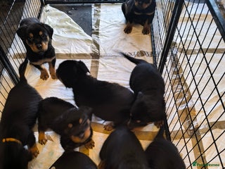 Rottweiler dogs Big beautiful Rottweiler puppies KC photos in ad - Advert 4
