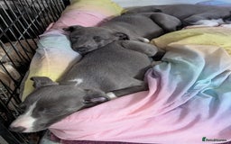 Whippet dogs for sale: 🥰Beautiful blue and white whippet puppies 🥰 - Image 10