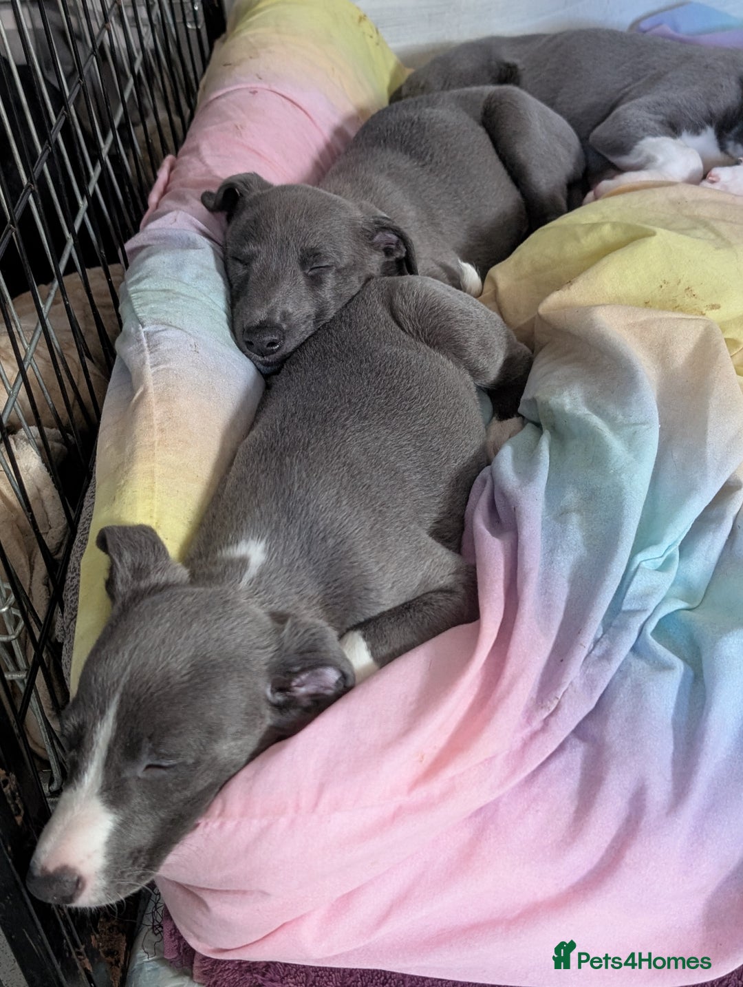 Whippet dogs for sale: 🥰Beautiful blue and white whippet puppies 🥰 - Image 10