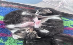 Mixed Breed cats for sale: Beautiful tabby’s  - Advert 7