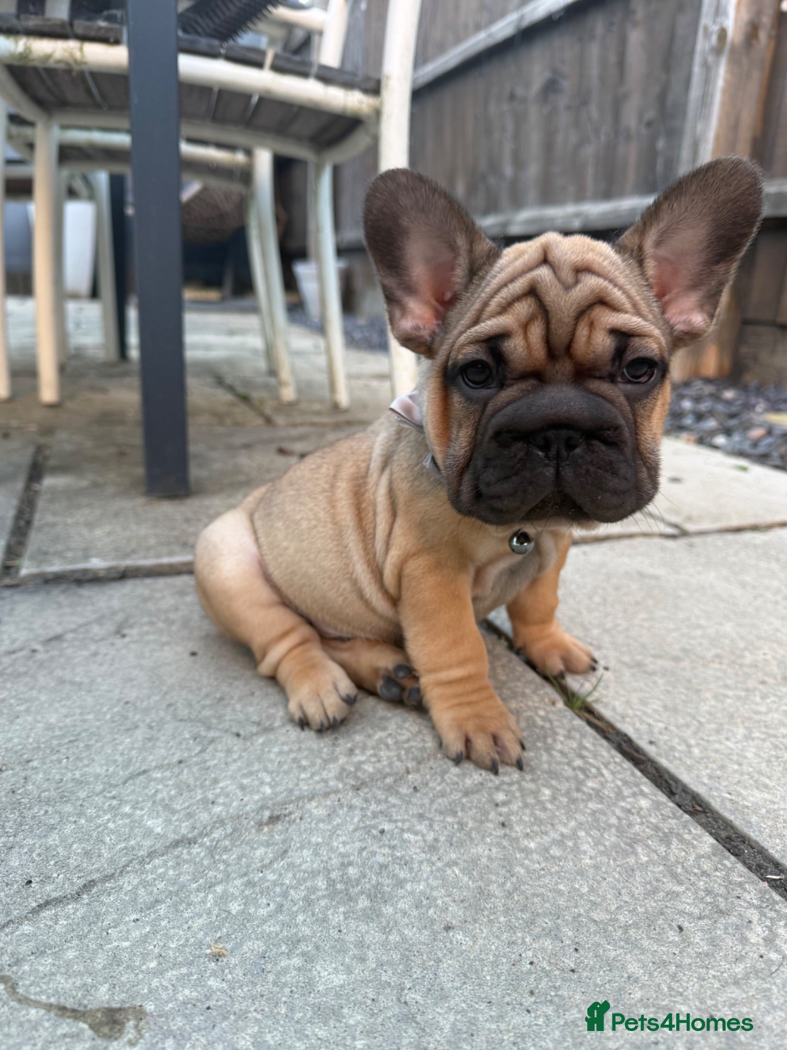 French Bulldog dogs 🌟beautiful KC reg pups🌟 Ready to go  - Advert 19