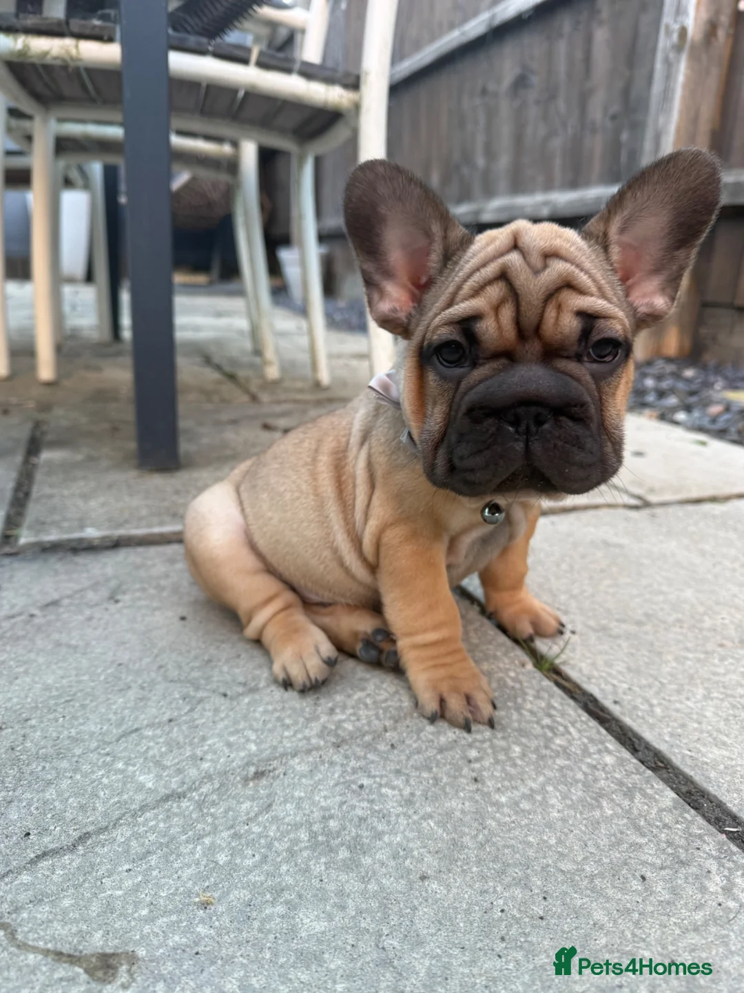 French Bulldog dogs for sale: 🌟last 2 KC pup left🌟 Ready to go  - Advert 2