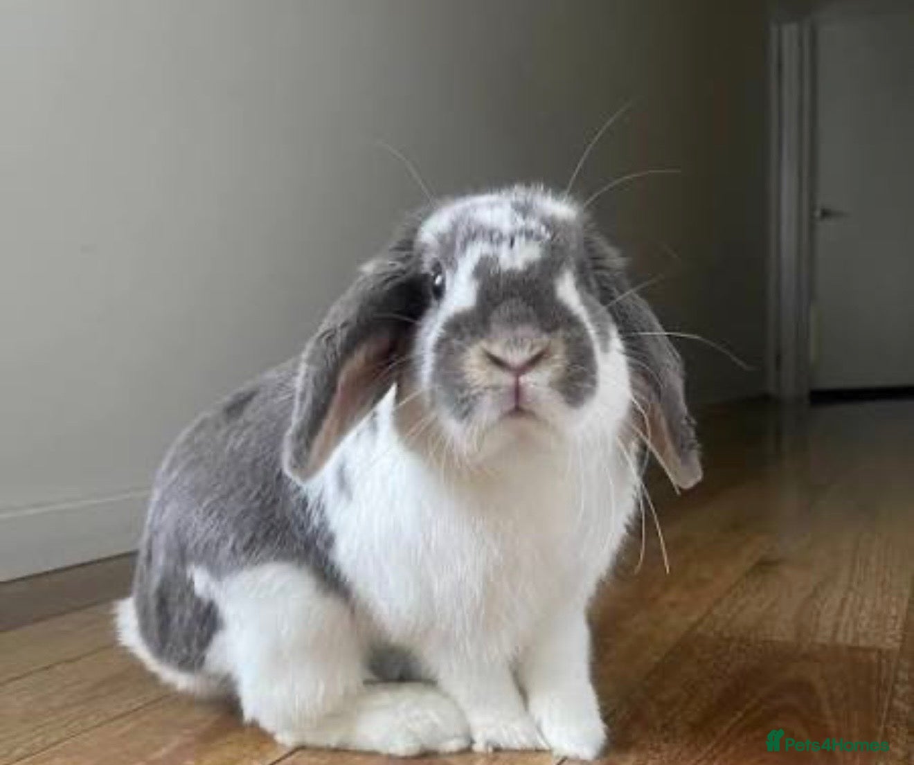 Mini Lop rabbits 2x mini lops for sale and cage food etc  - Advert 8