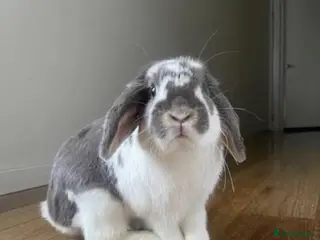 Mini Lop rabbits 2x mini lops for sale and cage food etc - Advert 1