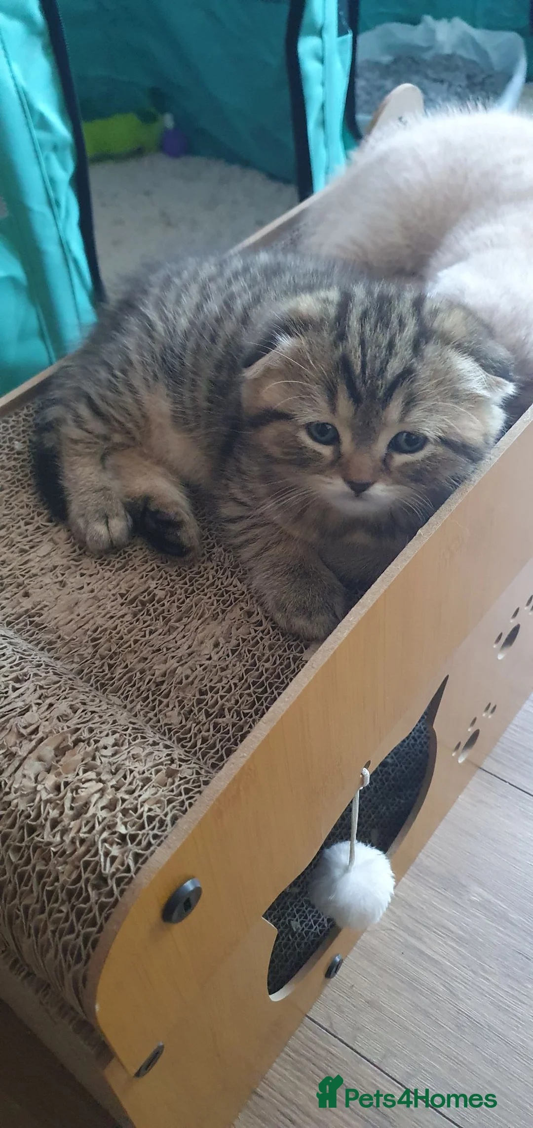 Scottish Fold cats for sale: Scottish fold tabby gold boy  - Advert 8