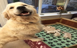 Golden Retriever dogs for sale: K. C stunning Puppies  - Image 7