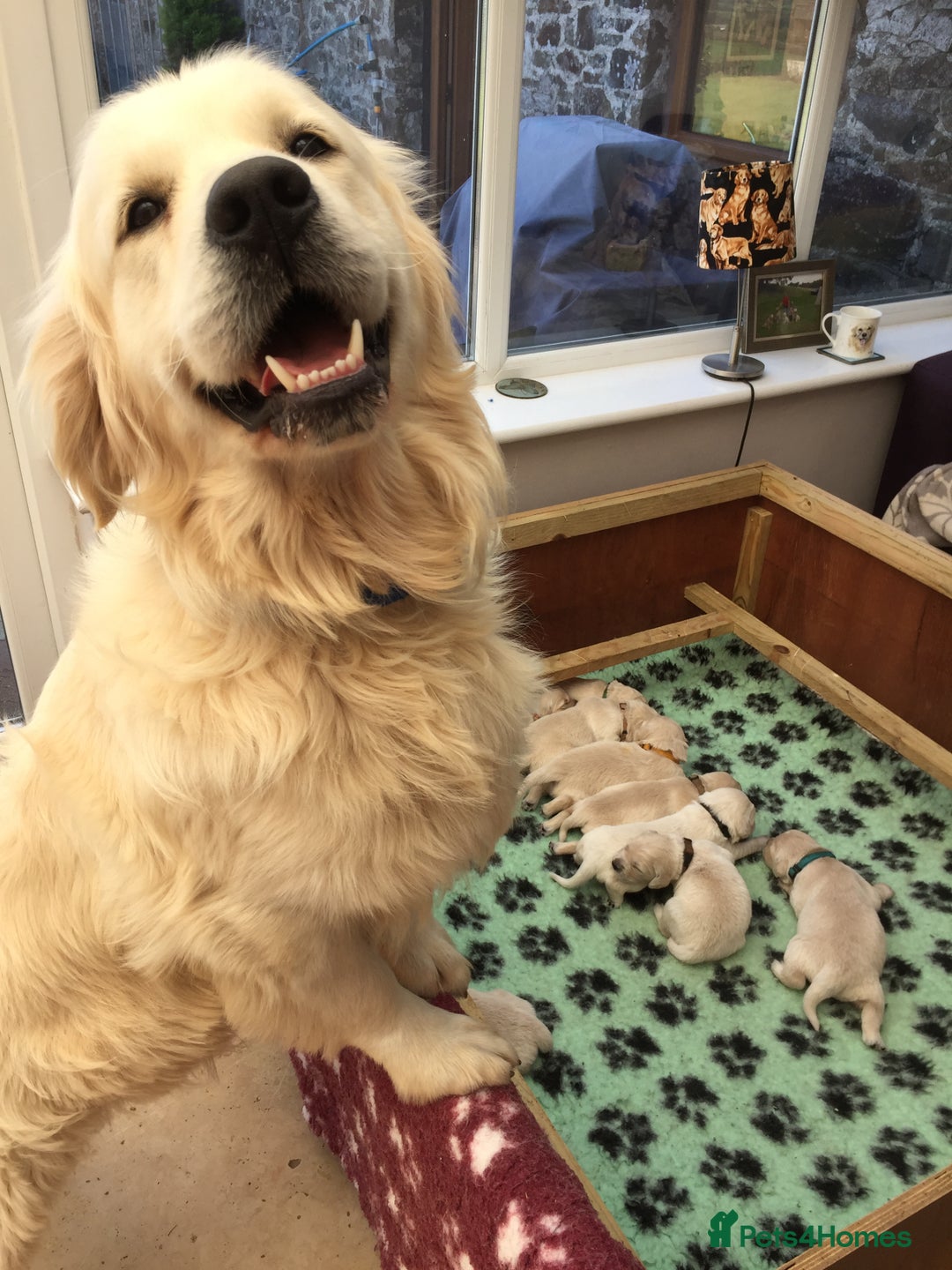 Golden Retriever dogs for sale: K. C stunning Puppies  - Image 7