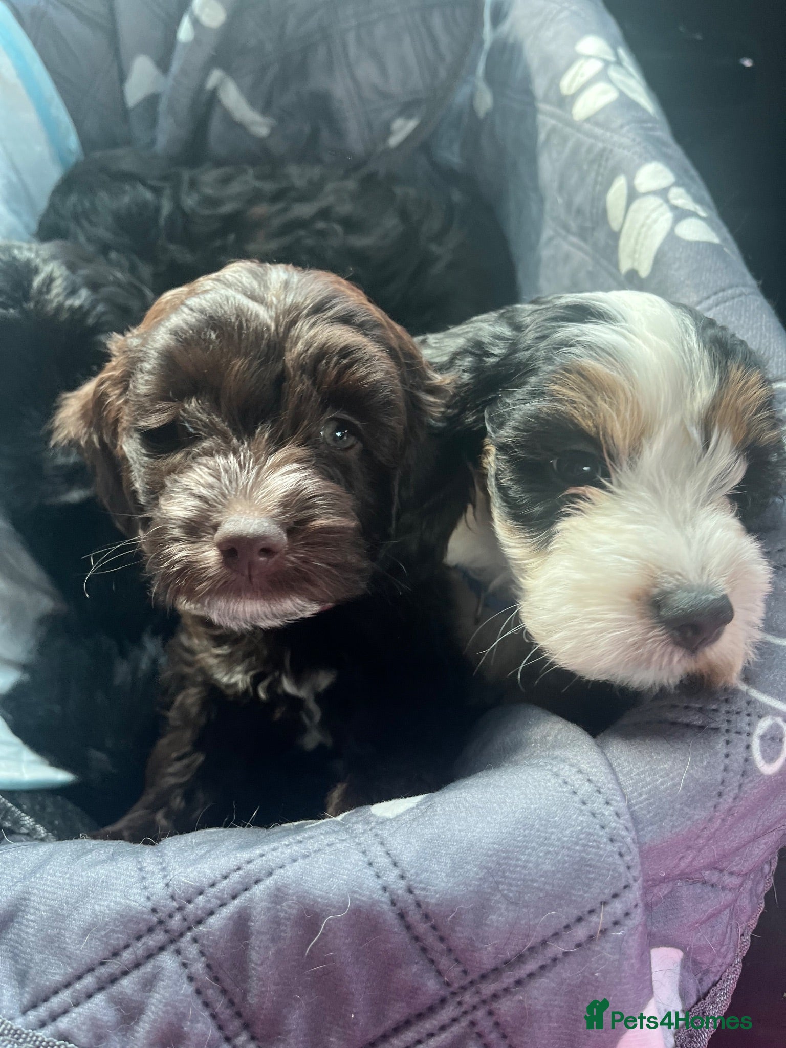 Cockapoo dogs READY THIS WEEK must see amazing cockapoo’s - Advert 9