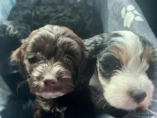 Cockapoo dogs READY THIS WEEK must see amazing cockapoo’s - Advert 9