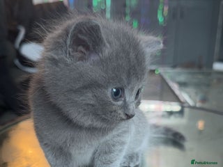 British Shorthair cats Beautiful Lilac & Black British shorthair kittens - Advert 4