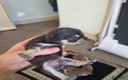Chihuahua dogs for sale: Beautiful Chihuahua puppies  - Image 4