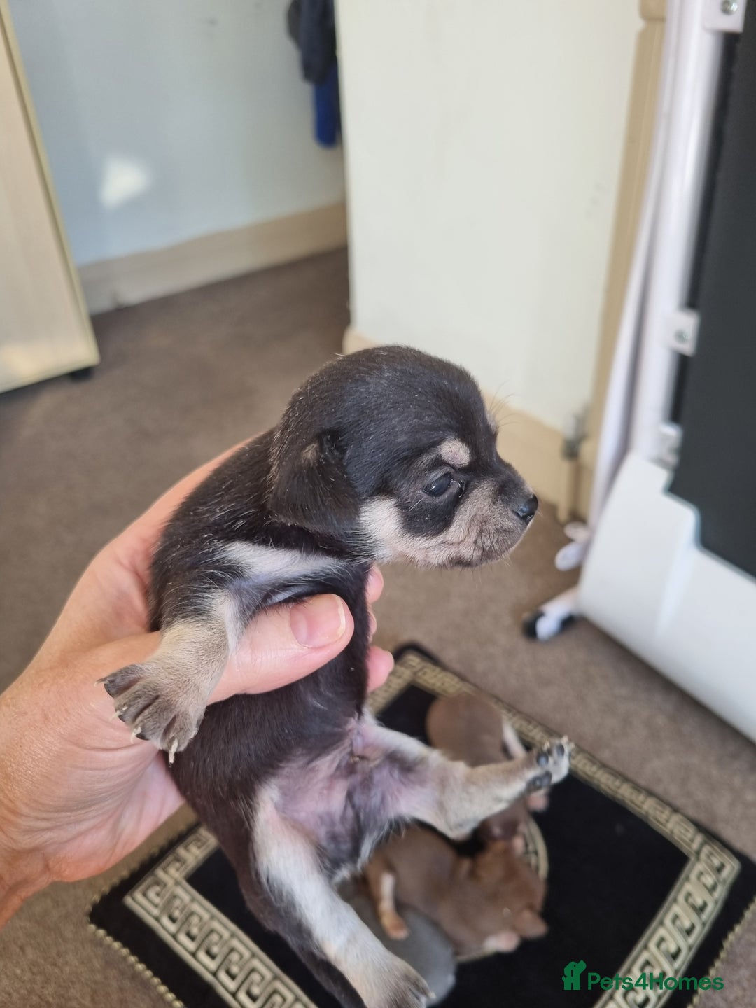 Chihuahua dogs for sale: Beautiful Chihuahua puppies  - Image 4