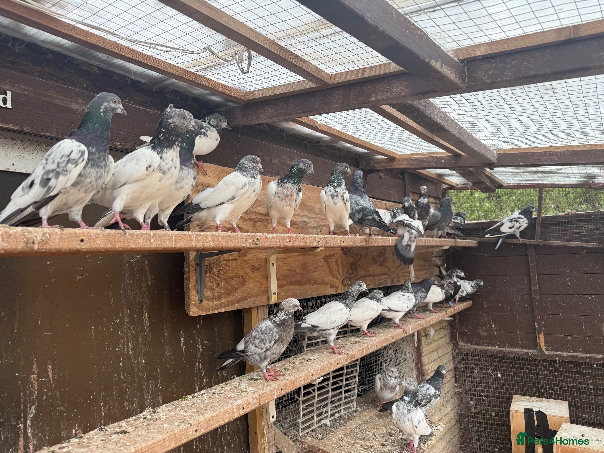 Pigeons birds Pakistani high flyers for sale  - Advert 6