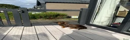 Miniature Dachshund dogs for sale: Gorgeous miniature dachshund puppies - Advert 7