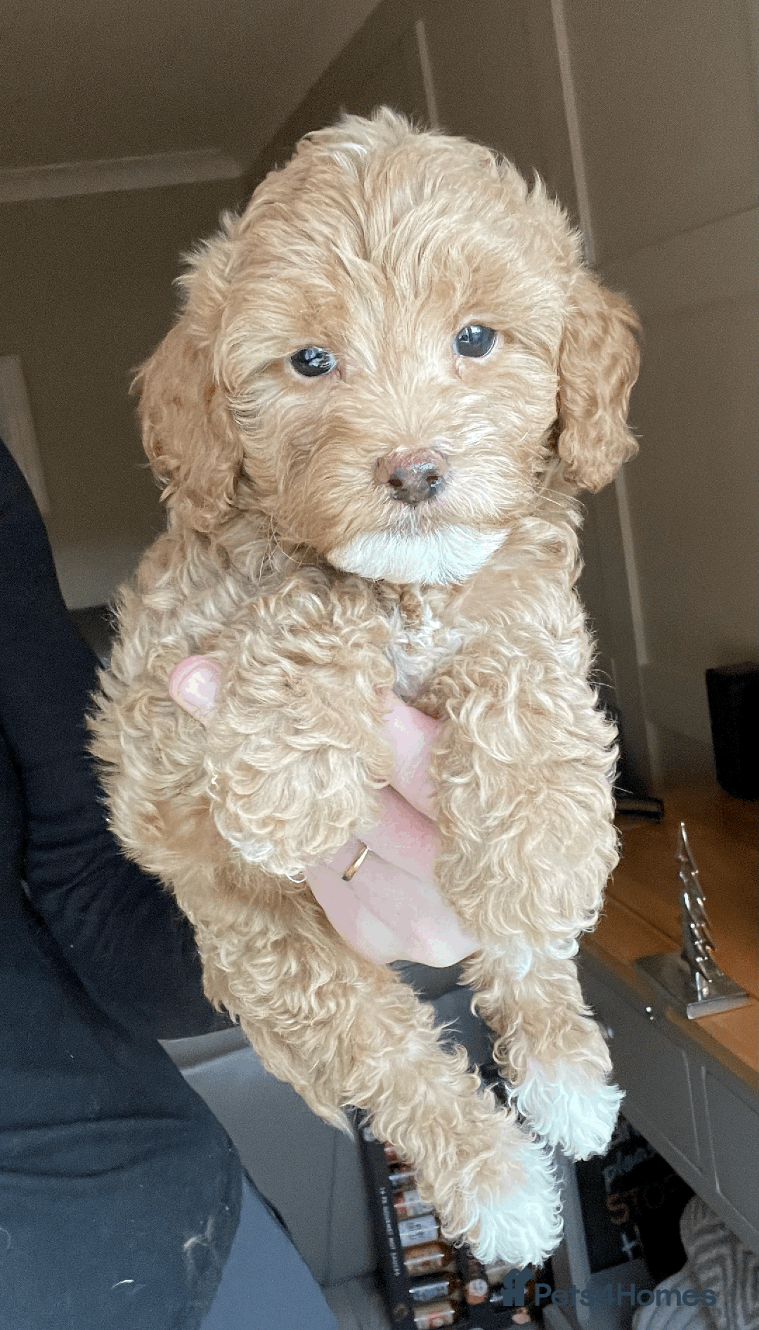 Cockapoo dogs for sale: F1b TOY COCKAPOO PUPS - DNA Health Tested!! - Advert 17