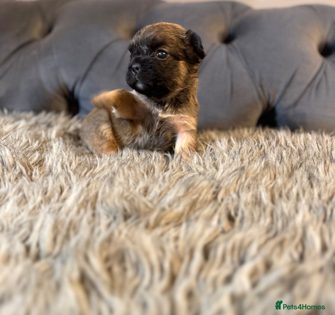 French Bulldog dogs for sale: 10 Full Fluffy French Bulldogs  - Advert 4